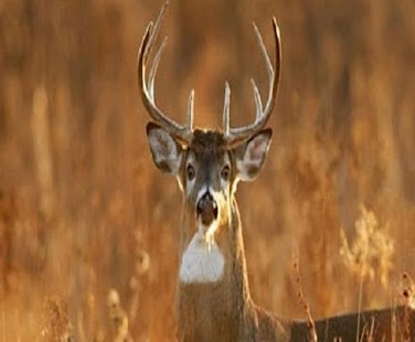 Free Download Deer Call APK for PC