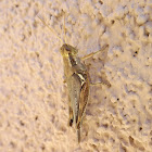 Narrow-winged Sand Grasshopper