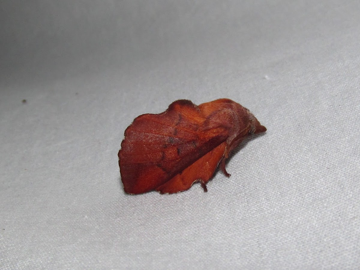 American Lappet Moth