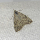 Purple-backed Cabbageworm Moth