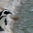 African Penguin