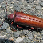 Brown Prionid Beetle