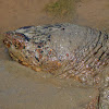 Eastern Snapping Turtle