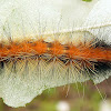 Virginian Tiger Moth Caterpillar