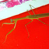 Unidentified Praying Mantis