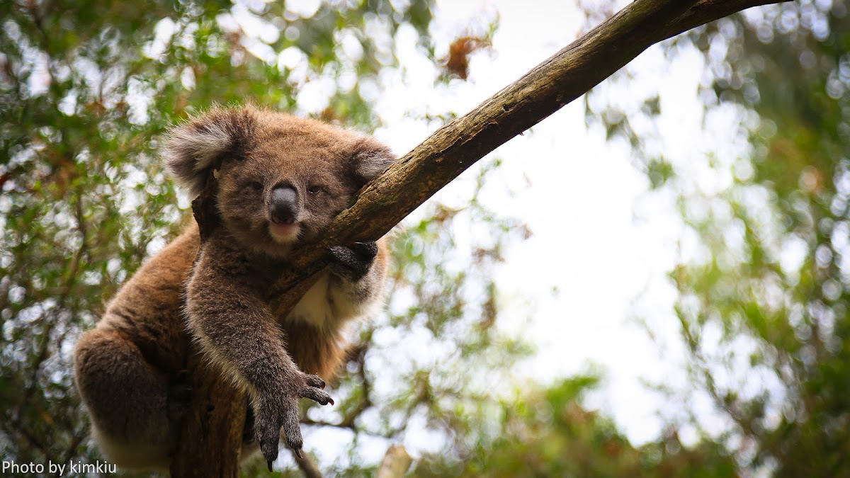 koala