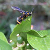 bottlebrush sawfly - female
