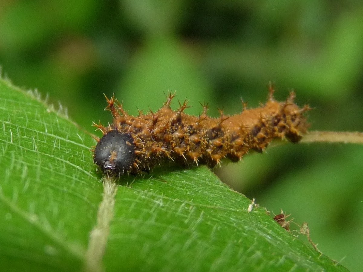 Nymphalid Caterpillar