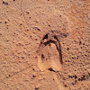 White-Tailed Deer (track)