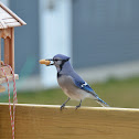 Blue Jay