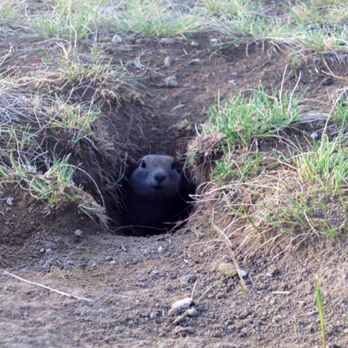 Black-Tailed Prairie Dog