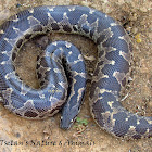 Rough tailed Sandboa