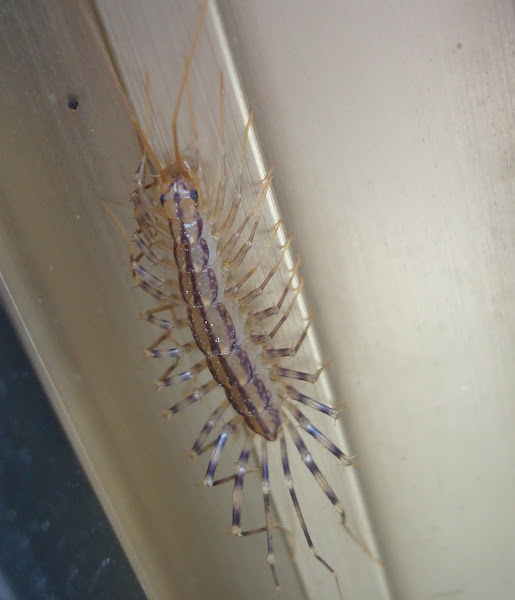 House Centipede / Kućna stonoga Project Noah