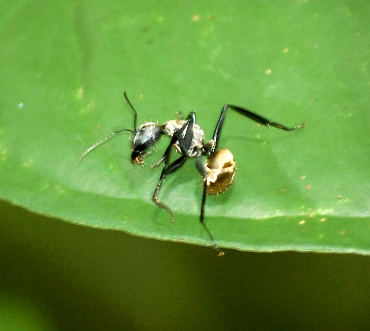 Golden carpentar ant