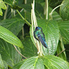 Blue-headed Hummingbird