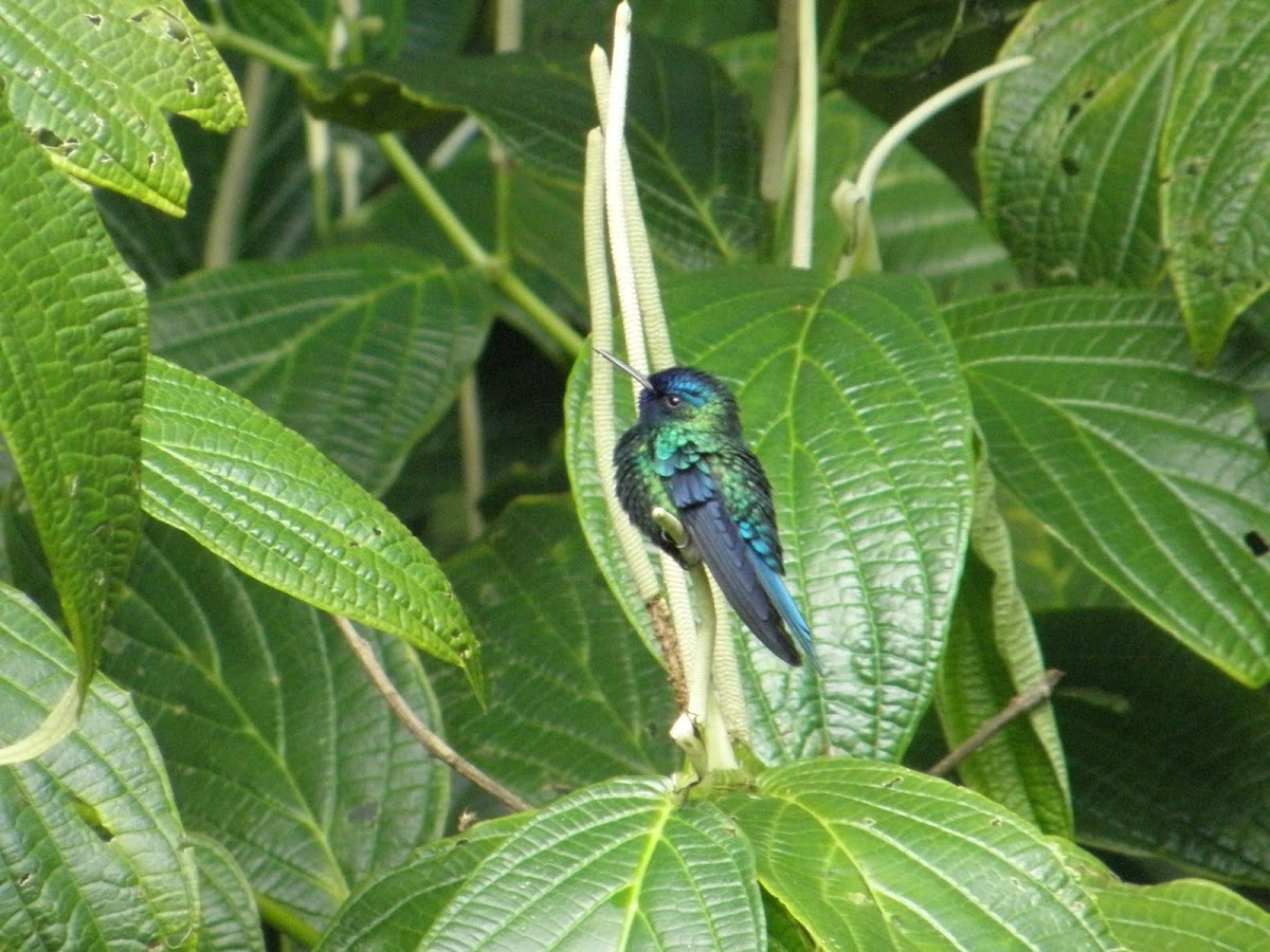 Blue-headed Hummingbird