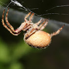 Spiky Hairy Field Spider
