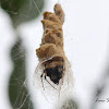 Orbweaver spider