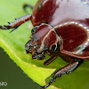 Scarab beetle