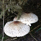 Parasol Mushroom