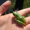 Pacific Tree Frog