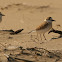 White-Fronted Plover