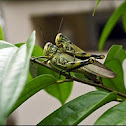 Shorthorned Grasshoppers