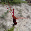 Crimson Marsh Glider (♂)