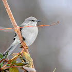 Northern Mockingbird