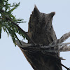 Eurasian Scops Owl