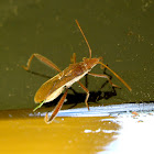 Common Brown Bug