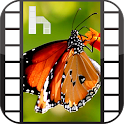 Butterfly Video Homescreen
