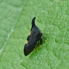 Thorn mimic treehopper
