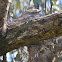 Tawny Frogmouth on nest