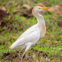 Garça-Vaqueira(Cattle Egret)