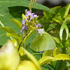 Tree Yellow butterfly