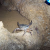 Cangrejo (crab)