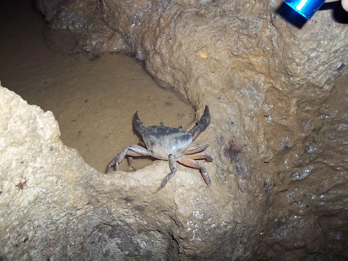 Cangrejo (crab)