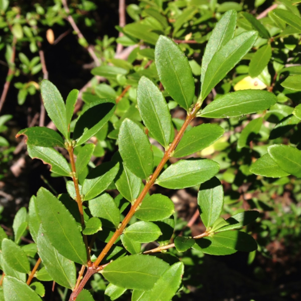 Evergreen huckleberry