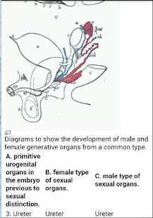 Free Human Anatomy APK