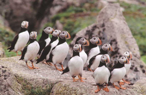 Atlantic puffin in a Quebec wildlife reserve.