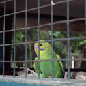 Parrot.