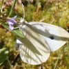 Cabbage White Butterfly