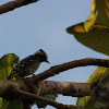 grey-capped pygmy woodpecker