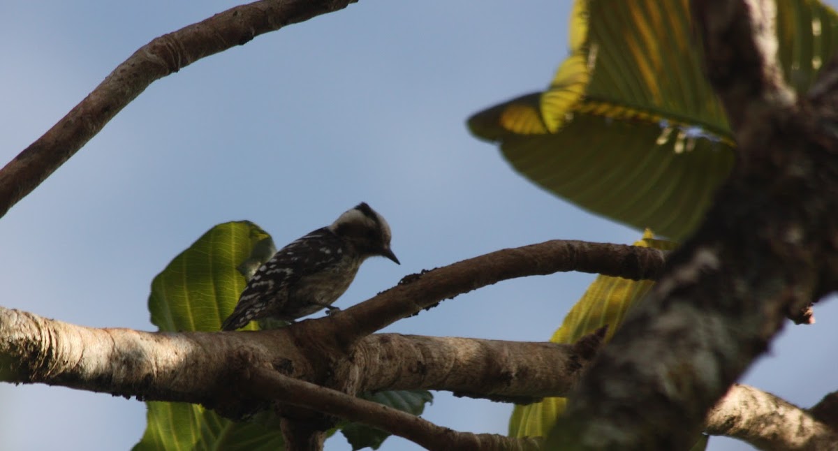 grey-capped pygmy woodpecker