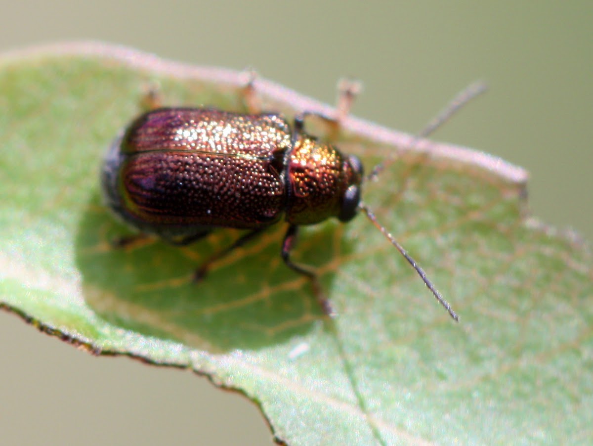 Cylinder leaf beetle