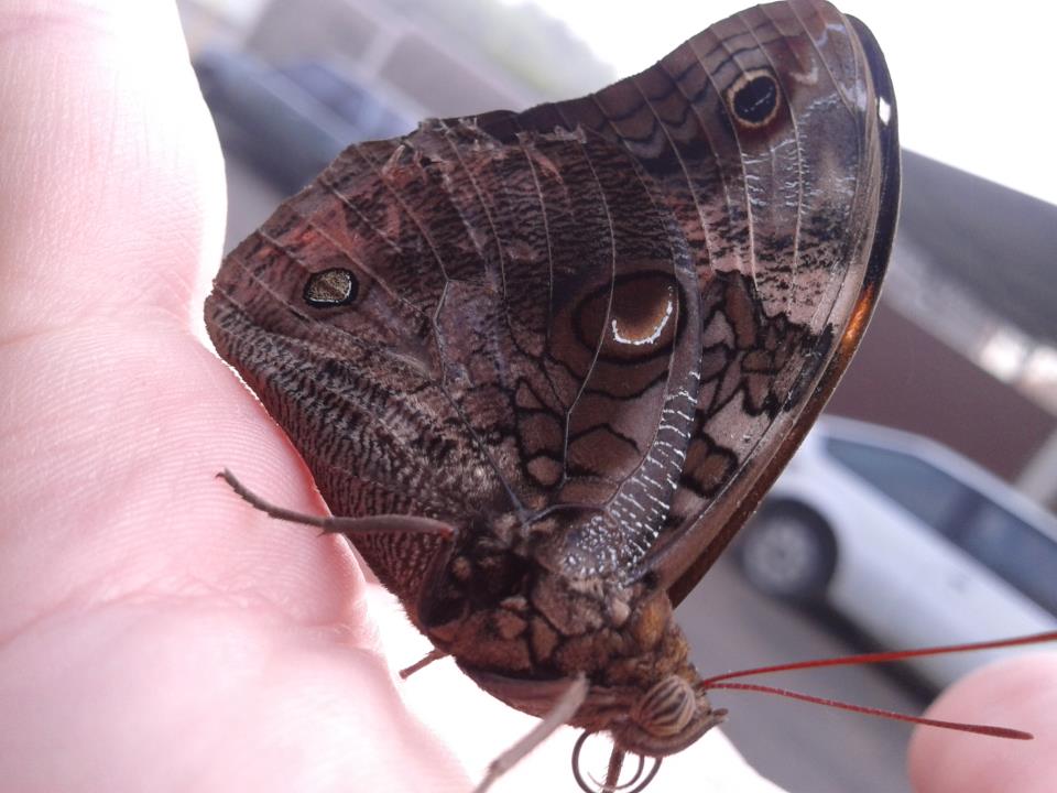 Owlet Butterfly