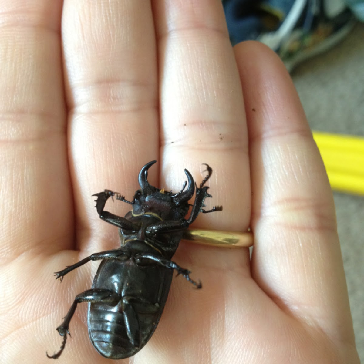 Lesser_Stag_Beetle