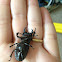 Lesser_Stag_Beetle