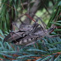 Wheel Bug